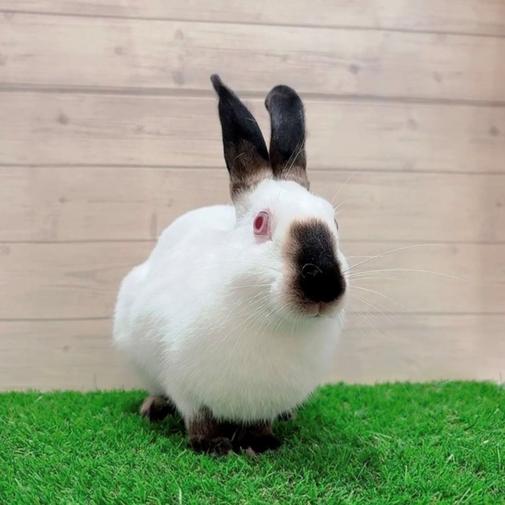 うさぎのしっぽ