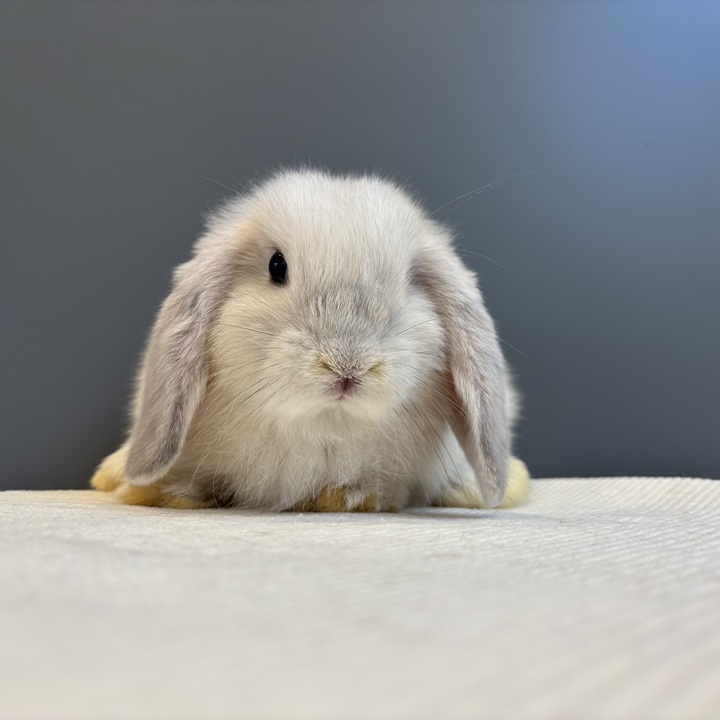 うさぎのしっぽ