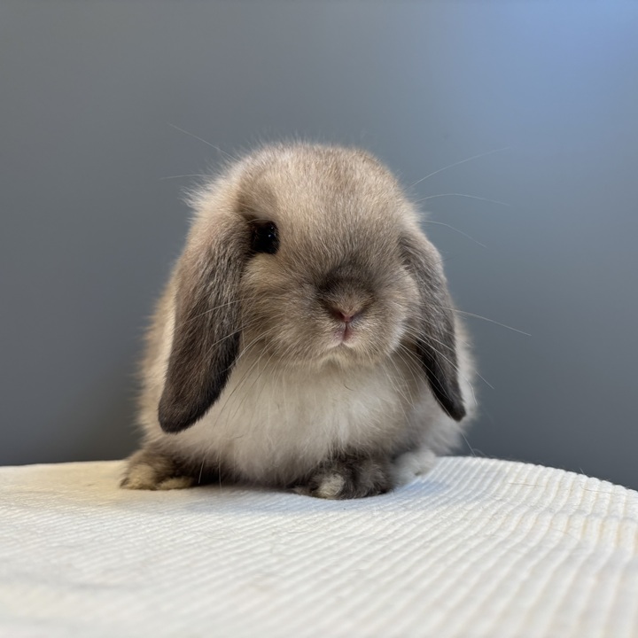 うさぎのしっぽ