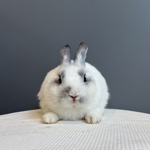 うさぎのしっぽ
