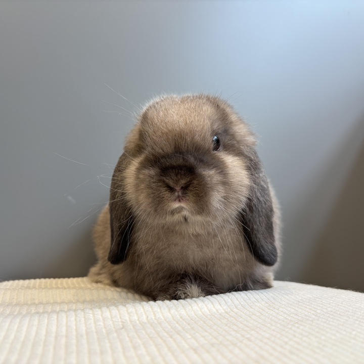 うさぎのしっぽ
