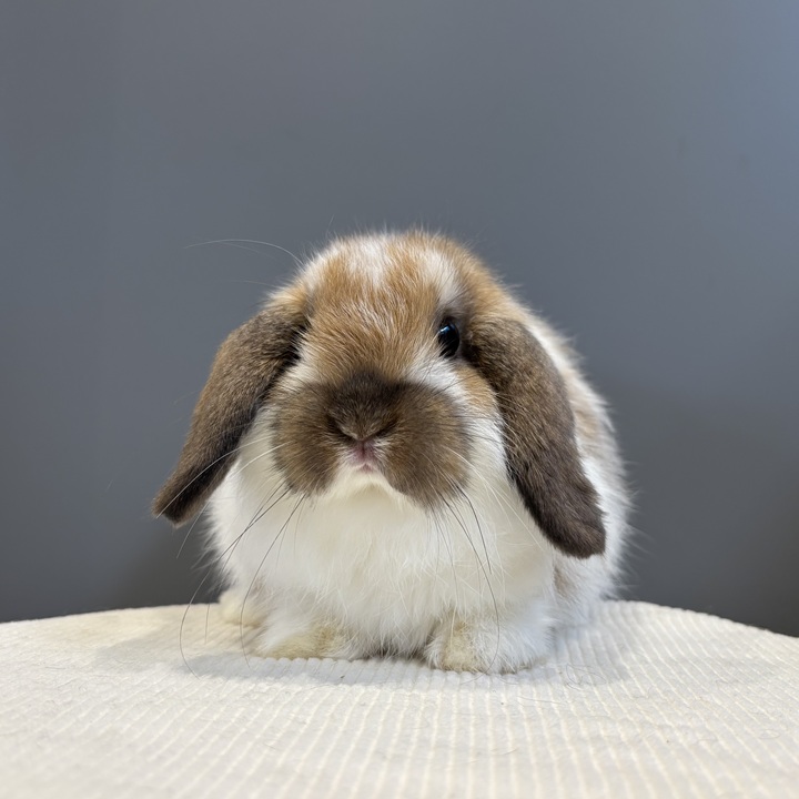 うさぎ紹介（うさぎ販売） | うさぎのしっぽ