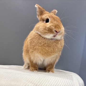 うさぎの飼い方・病気情報、通販 うさぎ専門店うさぎのしっぽ