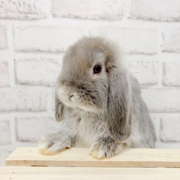 床についちゃうBIGなお耳