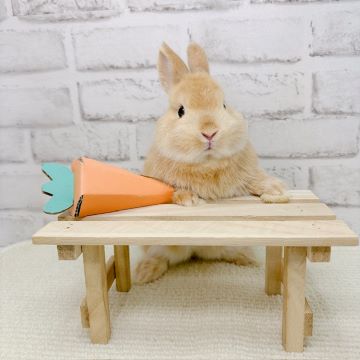 にんじんもっと！！