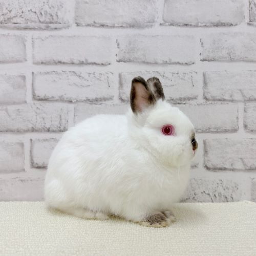 妖精さん