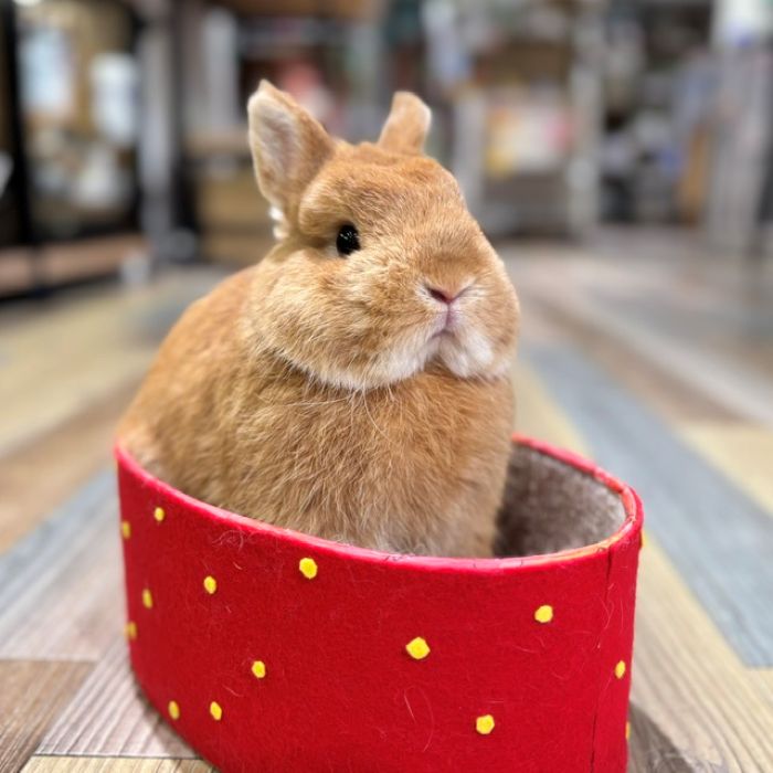 ネザーランドドワーフ