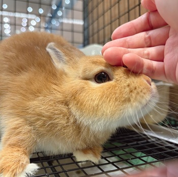 ネザーランドドワーフ 子うさぎ 赤ちゃん うさぎ 生体 販売