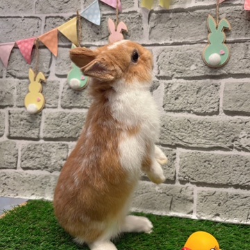 ネザーランドドワーフ 子うさぎ 赤ちゃん ブロークンオレンジ うさぎ