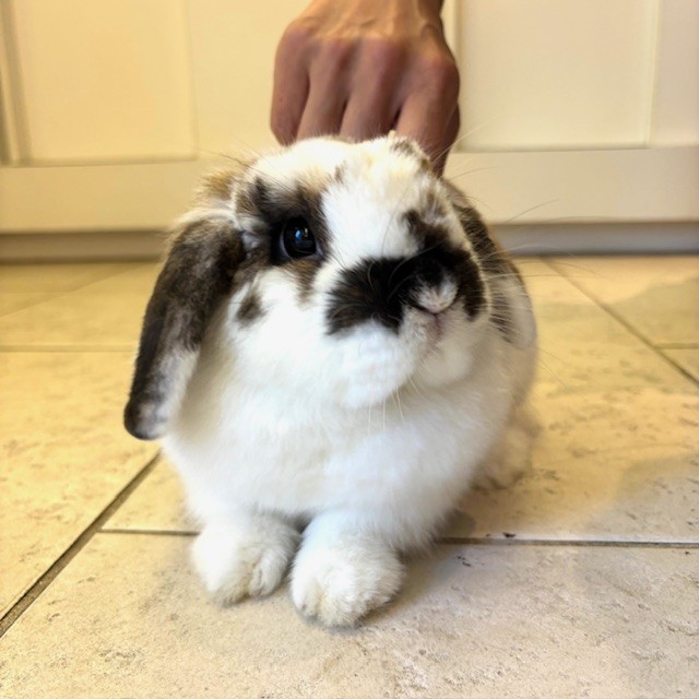 ネザぎ うさぎ専門店ーランドドワーフ たちみみ うさ