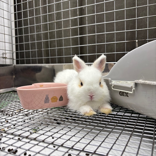 ネザーランドドワーフ