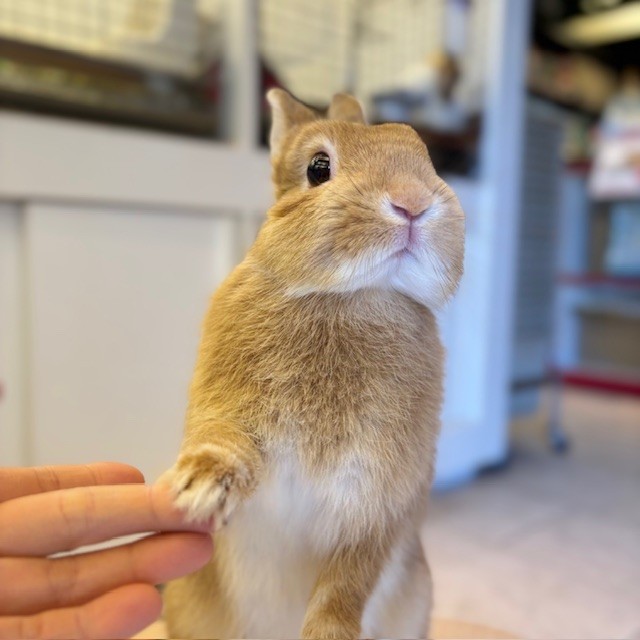 うさぎ 恵比寿 うさぎ飼いたい 東京 うさぎ専門店 うさぎ 恵比寿 うさぎ飼いたい 東京 うさぎ専門店