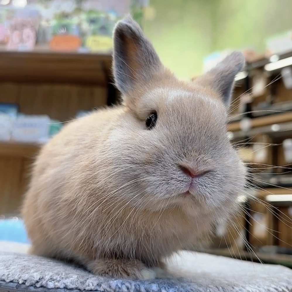 ネザーランドドワーフ