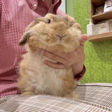 まだモフモフになる前のバブ期の頃