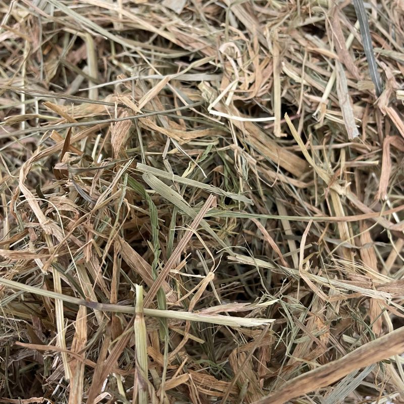2025/5の牧草の状態です。茶葉が多く柔らかい印象です。