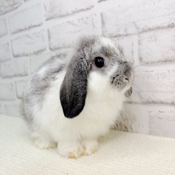 絶壁イケメン顔