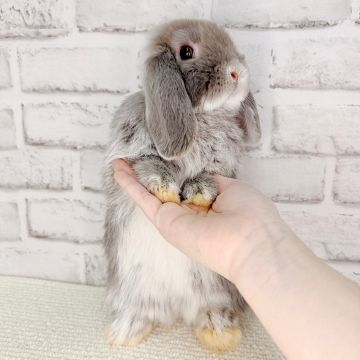 キラキラおめめ