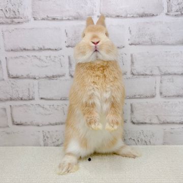 2点セットに変更　ネザーランドドワーフ様 2点セットに変更 ネザーランドドワーフ様 2点セットに変更