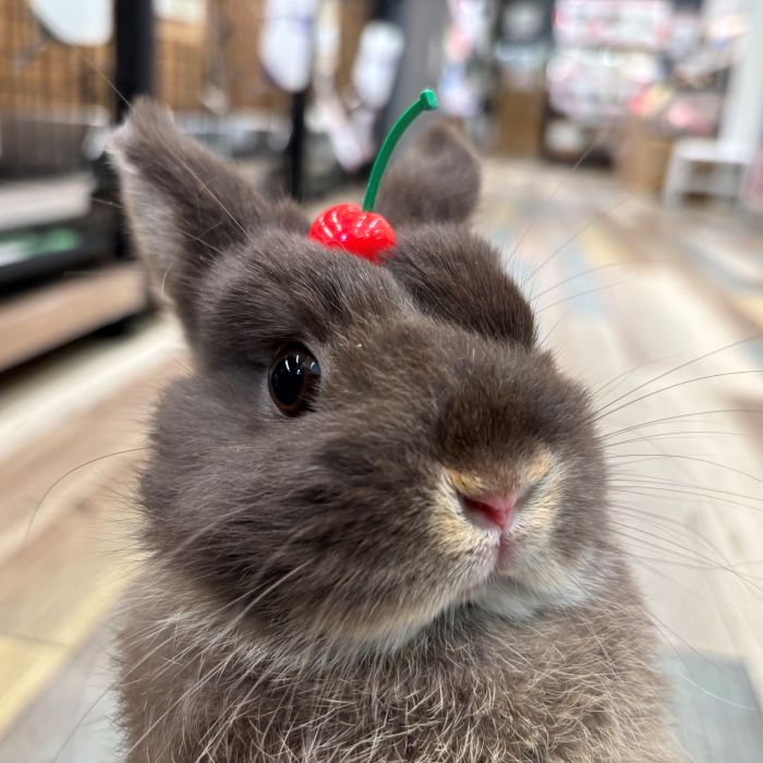 ネザーランドドワーフ