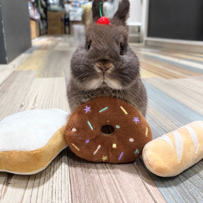 ネザーランドドワーフ