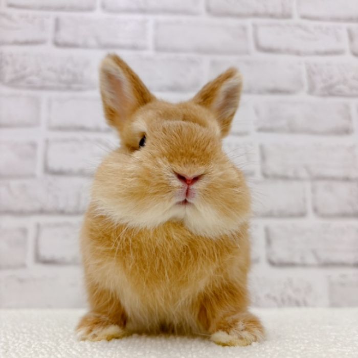 ネザーランドドワーフ