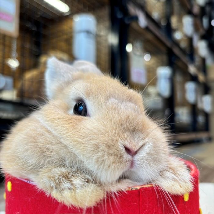 Non Stop Rabbit まとめ売り　１枚目〜６枚目全て　40点以上 ネザーランドドワーフ