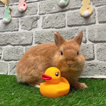 ネザーランドドワーフ 子うさぎ 赤ちゃん オレンジ うさぎ ウサギ 生体
