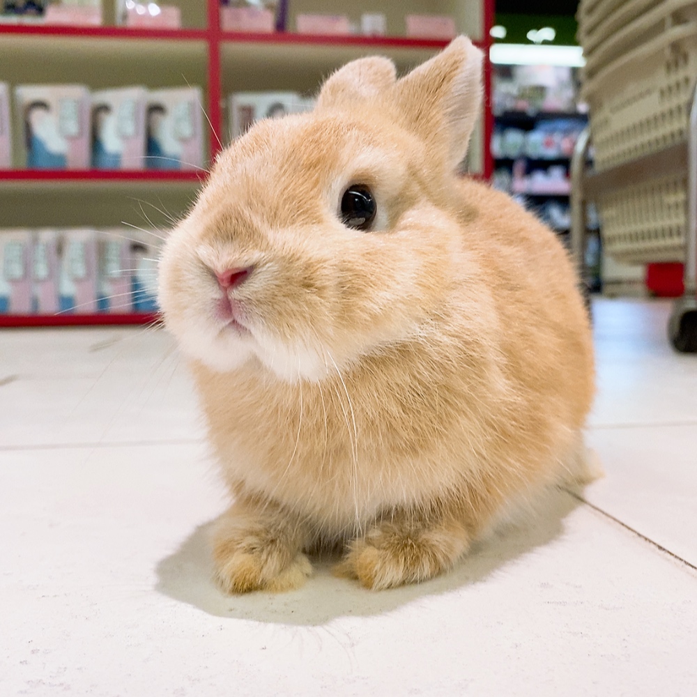 うさぎ ネザーランドドワーフ ミニうさぎ 仲良し ブローチ うさぎ ネザーランドドワーフ ミニうさぎ 仲良し ブローチ