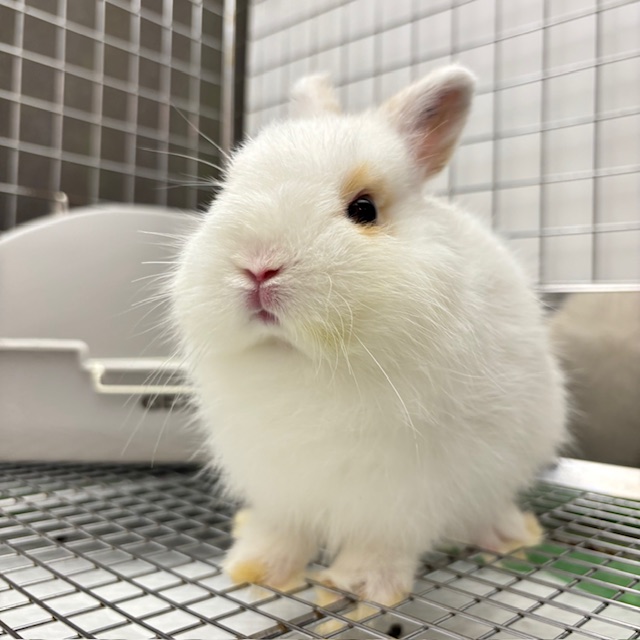 ネザーランドドワーフ