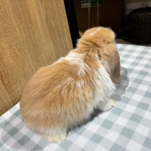 背中に羽が生えてるよ♪