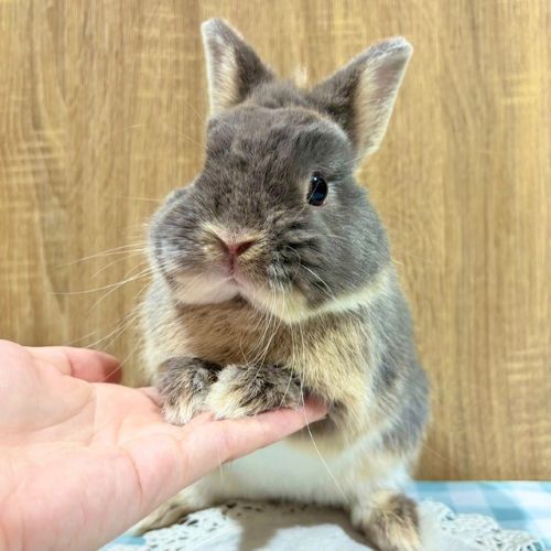 うさぎのしっぽ/うさぎ紹介/ネザーランドドワーフ