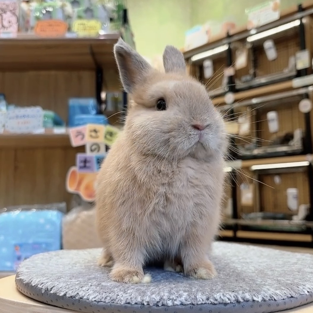 ネザーランドドワーフ