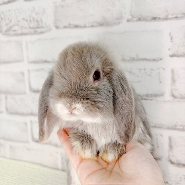 手のひらサイズの顔