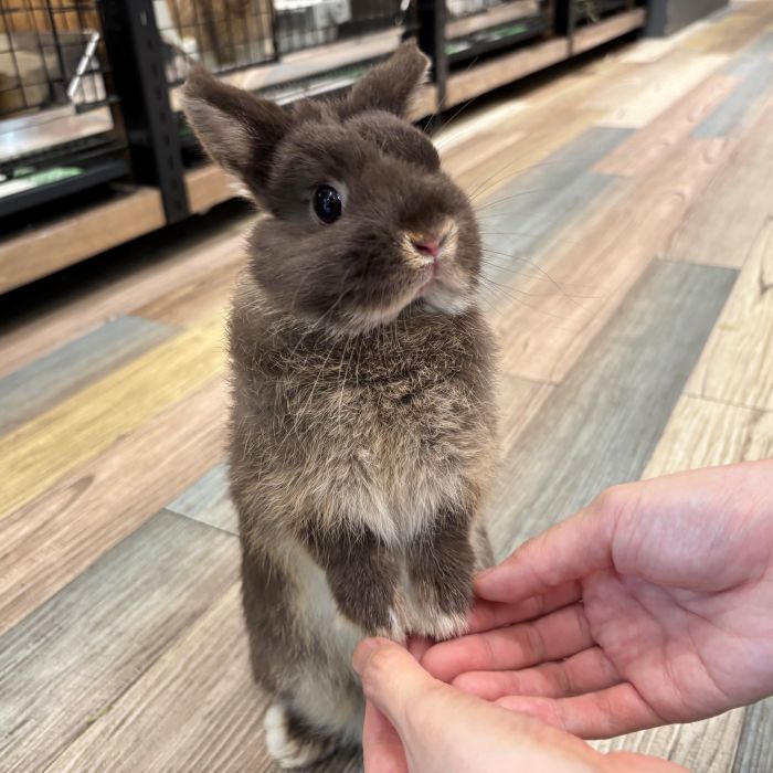 ネザーランドドワーフ