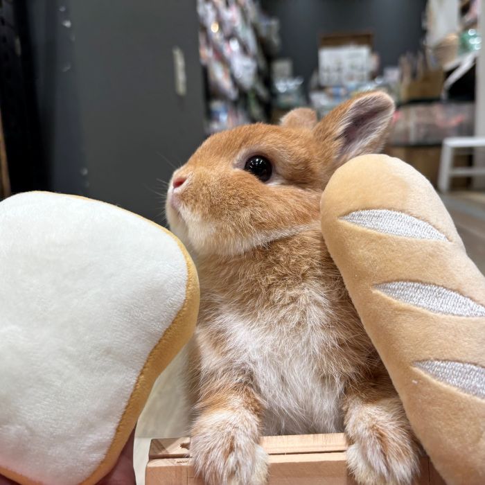 ネザーランドドワーフ