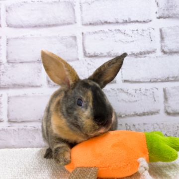 巨大にんじんとの思い出