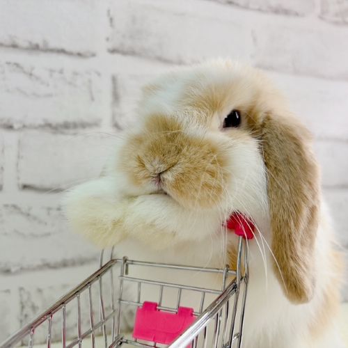 手がおまんじゅう