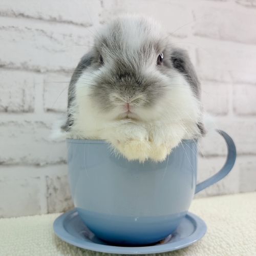 ティーカップうさぎ