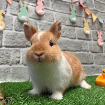 ネザーランドドワーフ 子うさぎ 赤ちゃん ブロークンオレンジ うさぎ
