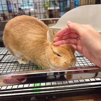 ネザーランドドワーフ 子うさぎ 赤ちゃん オレンジ うさぎ ウサギ 生体
