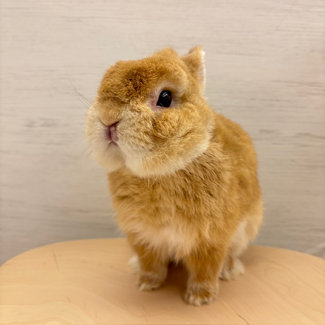 しもぶくれのお顔がかわいい
