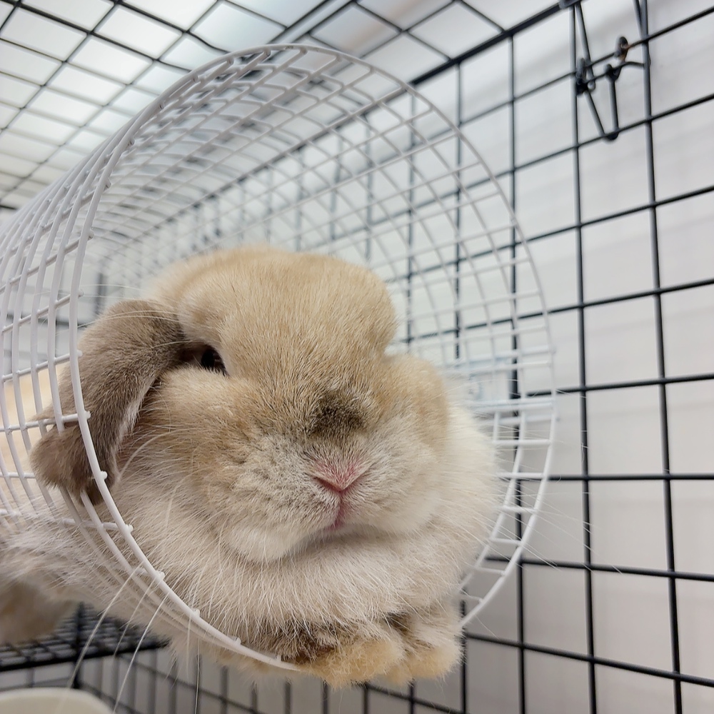 だらーん