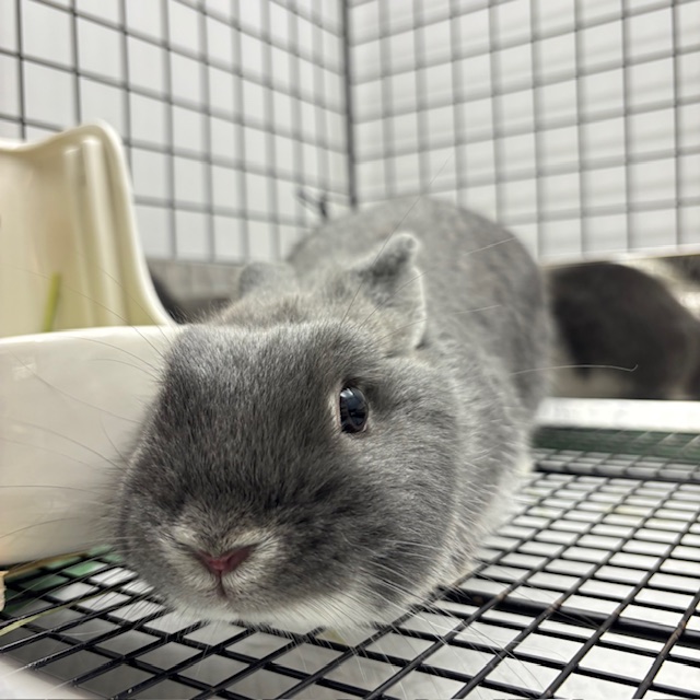 なでなでして！