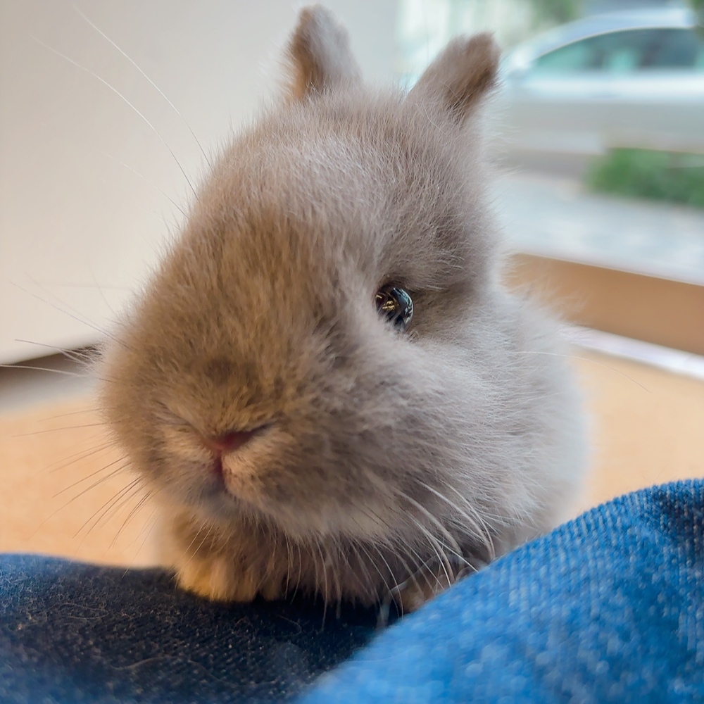 お目目きゅるきゅる