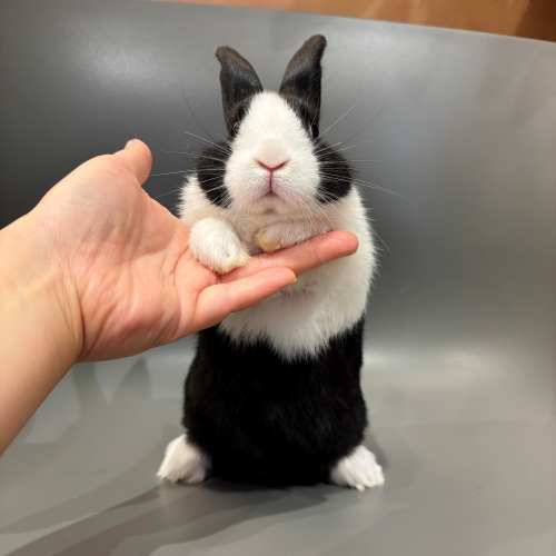 ダッチ