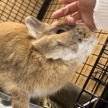なでなですき♪