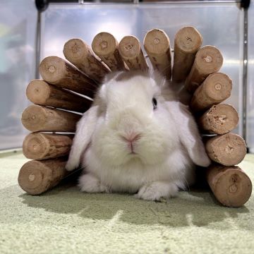 みっちり