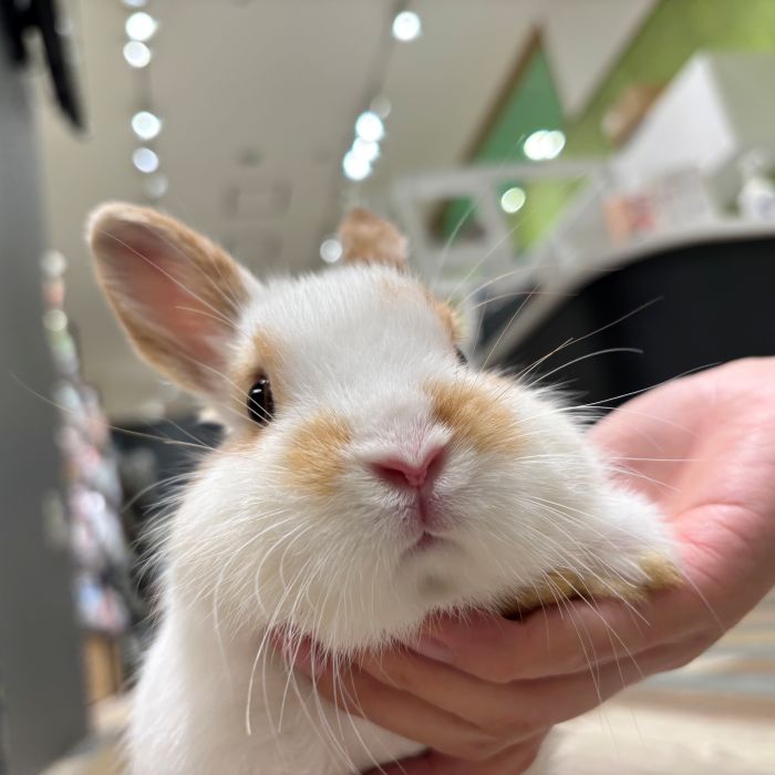 ネザーランドドワーフ