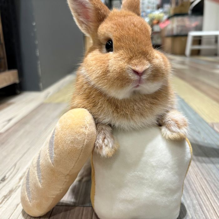 ネザーランドドワーフ