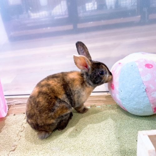 巨大ボールとの思い出